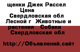 щенки Джек Рассел › Цена ­ 35 000 - Свердловская обл., Лесной г. Животные и растения » Собаки   . Свердловская обл.